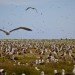 midway film, chris jordan, pacific patch, environmental documentary, garbage patch, albatross impact, kickstarter campaign, green design, sustainable design