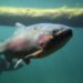 Pink salmon, wild salmon, salmon, underwater salmon, fish, Alaskan salmon