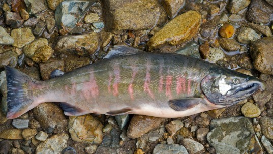 Pink salmon, wild salmon, salmon, underwater salmon, fish, Alaskan salmon