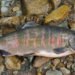 Pink salmon, wild salmon, salmon, underwater salmon, fish, Alaskan salmon