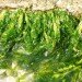 Bacillus licheniformis, tooth decay, seaweed, Newcastle University, green design, eco design, sustainable design