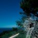 Spirt Nest, human nest, nest, Jayson Fann, Big Sur, Pacific Ocean, California, natural materials, local materials, sustainable materials, treehouse, green design, sustainable design, eco-design, nature