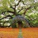 Spirt Nest, human nest, nest, Jayson Fann, Big Sur, Pacific Ocean, California, natural materials, local materials, sustainable materials, treehouse, green design, sustainable design, eco-design, nature