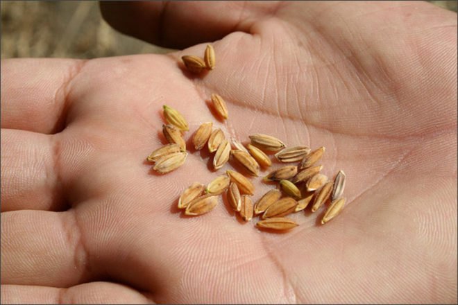 seeds, seed-saving, preserving seeds, organic gardening, planting your own seed, saving seed, seed collecting