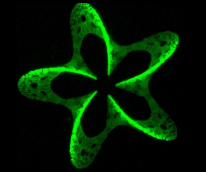 3d printers, 3d photografting, biological tissue, vienna university of technology, lasers, micro printing
