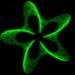 3d printers, 3d photografting, biological tissue, vienna university of technology, lasers, micro printing