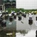 Alex Vermeulen, SOH19 States of Nature, floating eggs, floating solar panels, energy self-sufficient, Eindhoven, Buddha, Natuurkunst Foundation, University of Technology, Art, energy efficiency, Solar Power, Renewable Energy