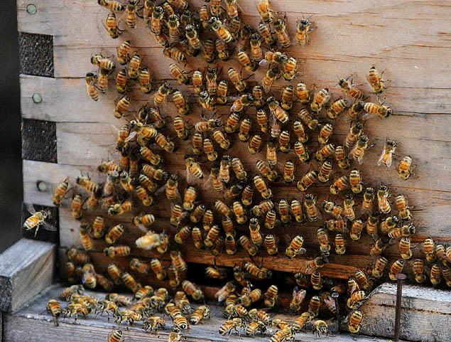 beekeeping, 3 million bees, NYC bees, beehives, Corona, Yi Gin Chen, NYPD beekeeper Detective, Tony Planakis, Urban beekeeping, Urban Animal life, ,