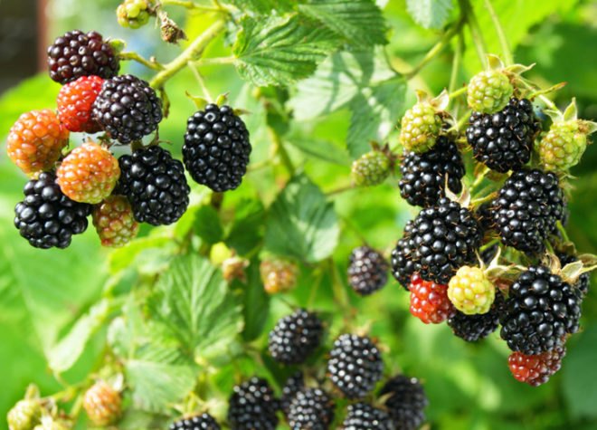 seeds, seed-saving, preserving seeds, organic gardening, planting your own seed, saving seed, seed collecting