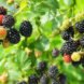 seeds, seed-saving, preserving seeds, organic gardening, planting your own seed, saving seed, seed collecting