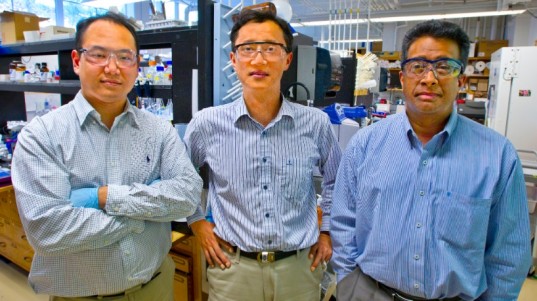 bacteria-eating viruses, university of california, cell phones, bacteria energy, piezoelectricity, M13 bacteriophage, Seung-Wuk Lee, carbon emissions,