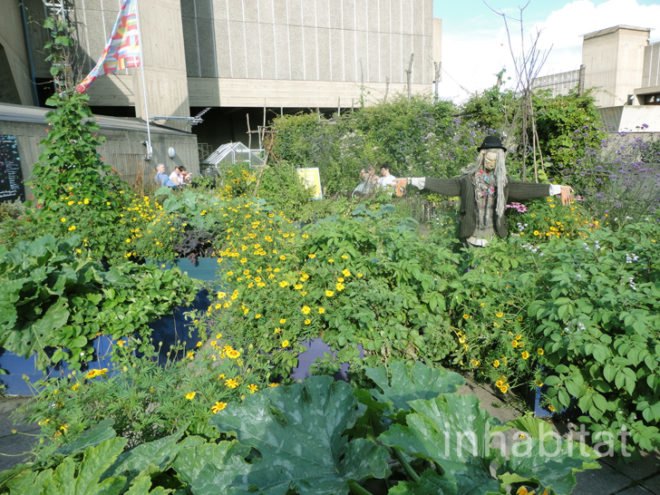 green design, eco design, sustainable design, Southbank London, River Thames, Queen Elizabeth Hall Roof Garden, Eden project, Jane Knight, roof garden, public park, edible roof, Southbank Centre, public park