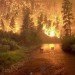 Firewise, Pine forest health, Colorado fire, Climate Change fire, Smokey the Bear, fire surpression, historic forest fires, Western forest health,