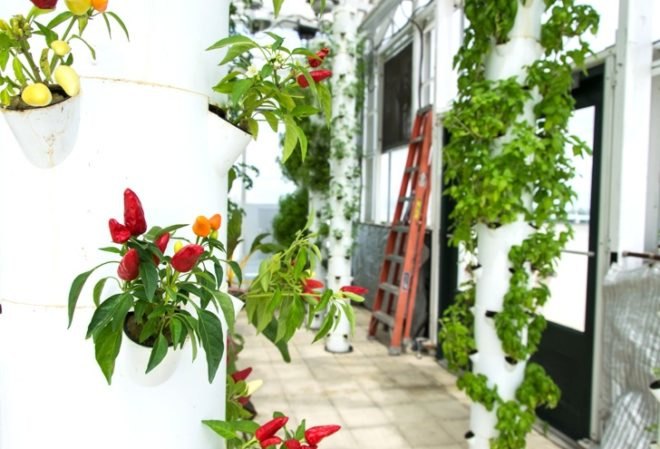 Green Sky Growers, Florida, Aquaponics, rooftop farming, urban farming, urban design, hydroponics, aquaculture, NASA, USDA, Epcot, green design, sustainable design, eco-design