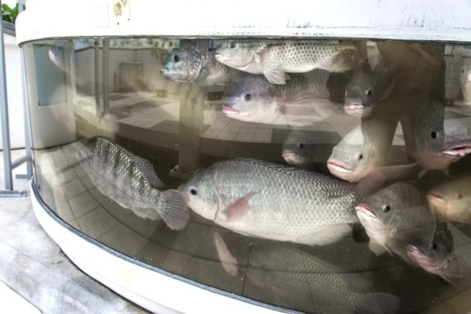 Green Sky Growers, Florida, Aquaponics, rooftop farming, urban farming, urban design, hydroponics, aquaculture, NASA, USDA, Epcot, green design, sustainable design, eco-design
