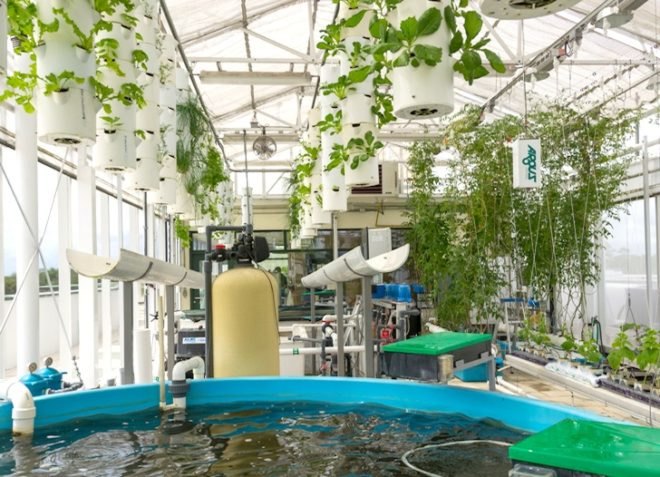 Green Sky Growers, Florida, Aquaponics, rooftop farming, urban farming, urban design, hydroponics, aquaculture, NASA, USDA, Epcot, green design, sustainable design, eco-design