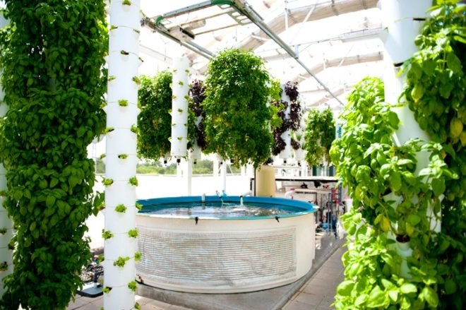 Green Sky Growers, Florida, Aquaponics, rooftop farming, urban farming, urban design, hydroponics, aquaculture, NASA, USDA, Epcot, green design, sustainable design, eco-design