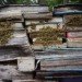 Thilo Folkerts, 100 Landschaftsarchitektur, Rodney LaTourelle, Quebec, Canada, Jardin de la Connaissance, mushrooms, decaying books, art, design, green design, sustainable design, experimental art