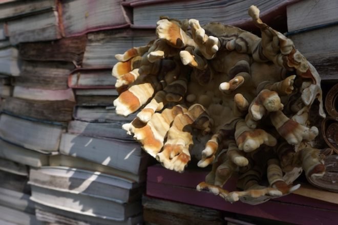 Thilo Folkerts, 100 Landschaftsarchitektur, Rodney LaTourelle, Quebec, Canada, Jardin de la Connaissance, mushrooms, decaying books, art, design, green design, sustainable design, experimental art