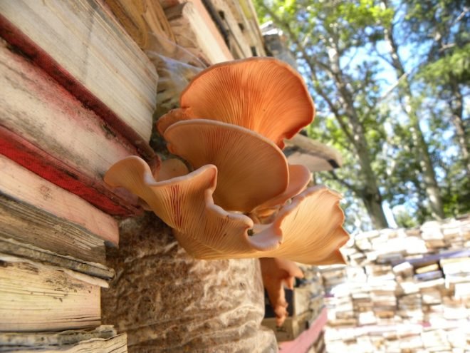 Thilo Folkerts, 100 Landschaftsarchitektur, Rodney LaTourelle, Quebec, Canada, Jardin de la Connaissance, mushrooms, decaying books, art, design, green design, sustainable design, experimental art