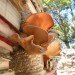 Thilo Folkerts, 100 Landschaftsarchitektur, Rodney LaTourelle, Quebec, Canada, Jardin de la Connaissance, mushrooms, decaying books, art, design, green design, sustainable design, experimental art