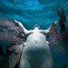 Jason de Claires Taylor, underwater sculptures, underwater art, coral reef, Jason de Claires Taylor sculpture