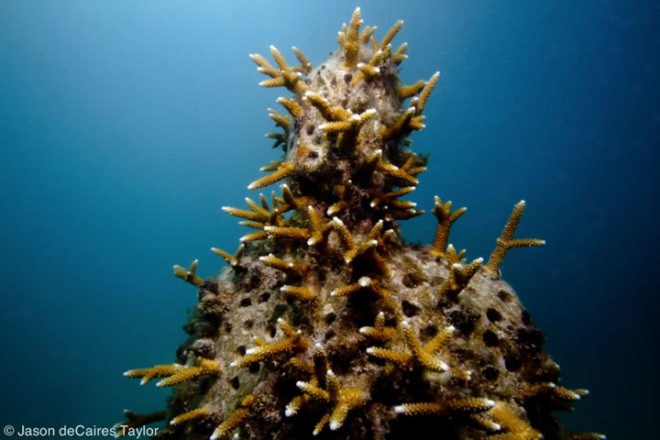 Jason de Claires Taylor, underwater sculptures, underwater art, coral reef, Jason de Claires Taylor sculpture