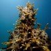Jason de Claires Taylor, underwater sculptures, underwater art, coral reef, Jason de Claires Taylor sculpture