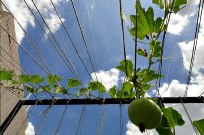 Kasetsart University Urban Farm, rooftop garden, green roof, Thailand, Bangkok Thailand, Faculty of Architecture, vegetable garden, outdoor gardening, urban garden, green space, biofacade, green vertical block, green mat