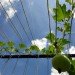 Kasetsart University Urban Farm, rooftop garden, green roof, Thailand, Bangkok Thailand, Faculty of Architecture, vegetable garden, outdoor gardening, urban garden, green space, biofacade, green vertical block, green mat