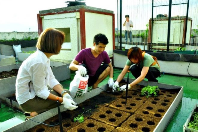 Kasetsart University Urban Farm, rooftop garden, green roof, Thailand, Bangkok Thailand, Faculty of Architecture, vegetable garden, outdoor gardening, urban garden, green space, biofacade, green vertical block, green mat