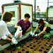 Kasetsart University Urban Farm, rooftop garden, green roof, Thailand, Bangkok Thailand, Faculty of Architecture, vegetable garden, outdoor gardening, urban garden, green space, biofacade, green vertical block, green mat