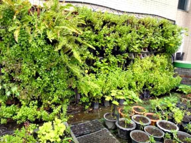Kasetsart University Urban Farm, rooftop garden, green roof, Thailand, Bangkok Thailand, Faculty of Architecture, vegetable garden, outdoor gardening, urban garden, green space, biofacade, green vertical block, green mat