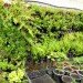 Kasetsart University Urban Farm, rooftop garden, green roof, Thailand, Bangkok Thailand, Faculty of Architecture, vegetable garden, outdoor gardening, urban garden, green space, biofacade, green vertical block, green mat