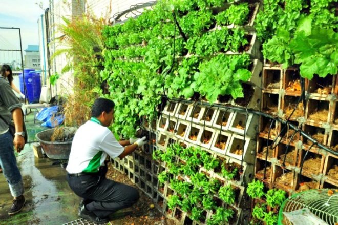 Kasetsart University Urban Farm, rooftop garden, green roof, Thailand, Bangkok Thailand, Faculty of Architecture, vegetable garden, outdoor gardening, urban garden, green space, biofacade, green vertical block, green mat