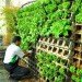 Kasetsart University Urban Farm, rooftop garden, green roof, Thailand, Bangkok Thailand, Faculty of Architecture, vegetable garden, outdoor gardening, urban garden, green space, biofacade, green vertical block, green mat