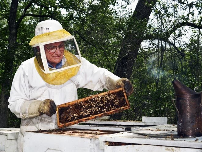 bee pollen, pollen science, honey, fake honey, counterfeit honey, HFCS honey, bees, bee pollen, Vaughn Bryant, local honey, Texas AM