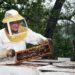 bee pollen, pollen science, honey, fake honey, counterfeit honey, HFCS honey, bees, bee pollen, Vaughn Bryant, local honey, Texas AM