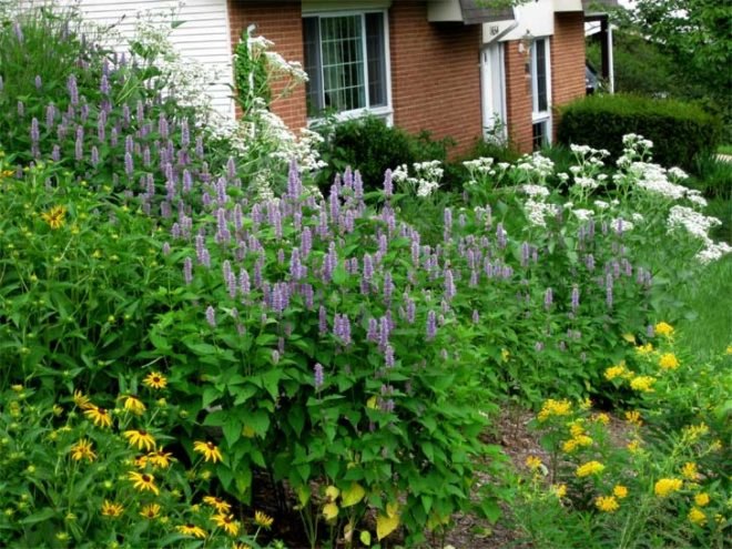 Magee design, John Magee, landscape, landscape design, wildlife habitat, landscaping