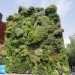 green design, eco design, sustainable design, Madrid, Caiza Forum, living wall, Patrick Blanc, Vertical Garden, self irrigating green wall