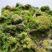 green design, eco design, sustainable design, Madrid, Caiza Forum, living wall, Patrick Blanc, Vertical Garden, self irrigating green wall