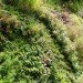 green design, eco design, sustainable design, Madrid, Caiza Forum, living wall, Patrick Blanc, Vertical Garden, self irrigating green wall