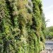 green design, eco design, sustainable design, Madrid, Caiza Forum, living wall, Patrick Blanc, Vertical Garden, self irrigating green wall