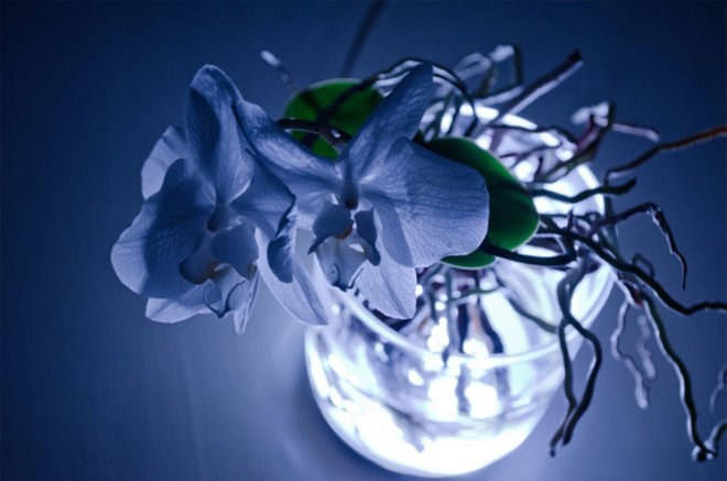 aura, interactive interface, viktor kolbig, lamp, plant, light, led