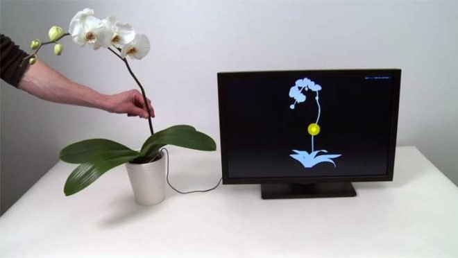 botanius interacticus, orchid, touche, software, computer, interactive, houseplant, sliding gesture