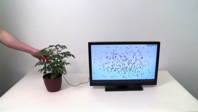botanius interacticus, orchid, touche, software, computer, interactive, houseplant, touch gesture