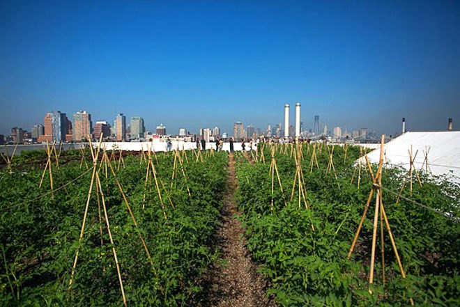 green design, eco design, sustainable design, green design nyc, eco design nyc, sustainable design nyc, green spaces nyc, brooklyn grange, urban farm, brooklyn grange nyc, urban farm nyc, farming nyc, new york farm, new york urban farm, rooftop farm, nyc rooftop farm, city farming, harvest, beekeeping nyc