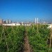 green design, eco design, sustainable design, green design nyc, eco design nyc, sustainable design nyc, green spaces nyc, brooklyn grange, urban farm, brooklyn grange nyc, urban farm nyc, farming nyc, new york farm, new york urban farm, rooftop farm, nyc rooftop farm, city farming, harvest, beekeeping nyc
