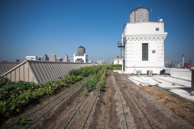 green design, eco design, sustainable design, green design nyc, eco design nyc, sustainable design nyc, green spaces nyc, brooklyn grange, urban farm, brooklyn grange nyc, urban farm nyc, farming nyc, new york farm, new york urban farm, rooftop farm, nyc rooftop farm, city farming, harvest, beekeeping nyc