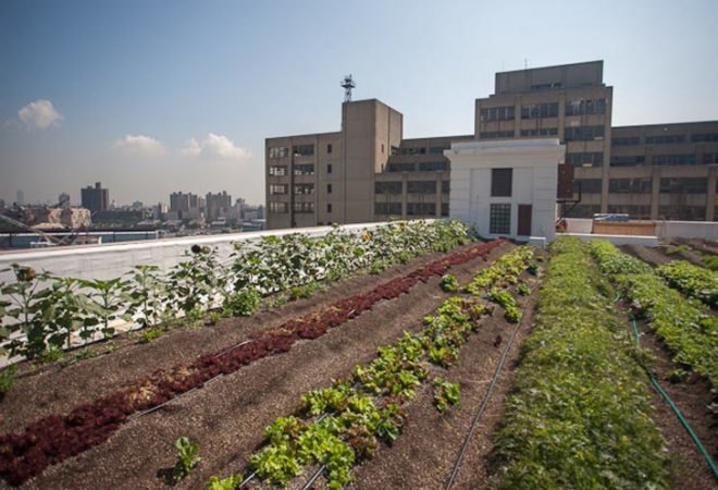 green design, eco design, sustainable design, green design nyc, eco design nyc, sustainable design nyc, green spaces nyc, brooklyn grange, urban farm, brooklyn grange nyc, urban farm nyc, farming nyc, new york farm, new york urban farm, rooftop farm, nyc rooftop farm, city farming, harvest, beekeeping nyc